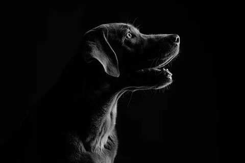 Hund auf einer gemusterten Decke