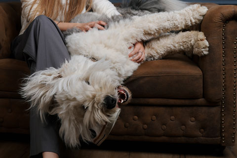 schlafender Hund mit verdecktem Gesicht